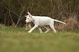 DOGUE ARGENTIN 123